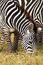 Plains Zebra  Amboseli Kenya